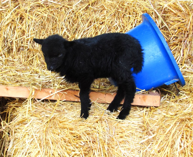 Black Lamb