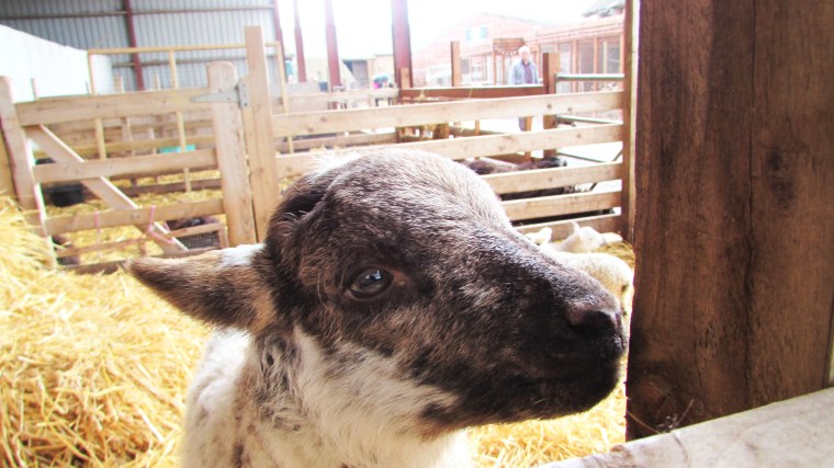 Cute Sheep