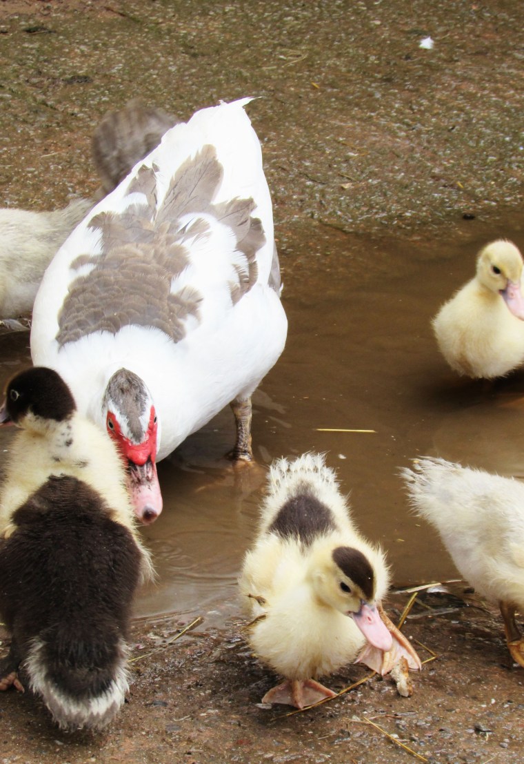 Duckies