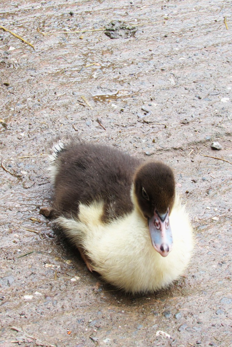 Duckling