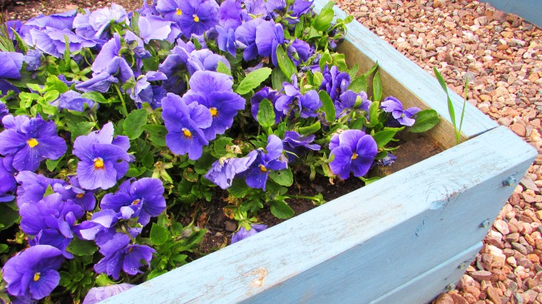 Purple Flowers