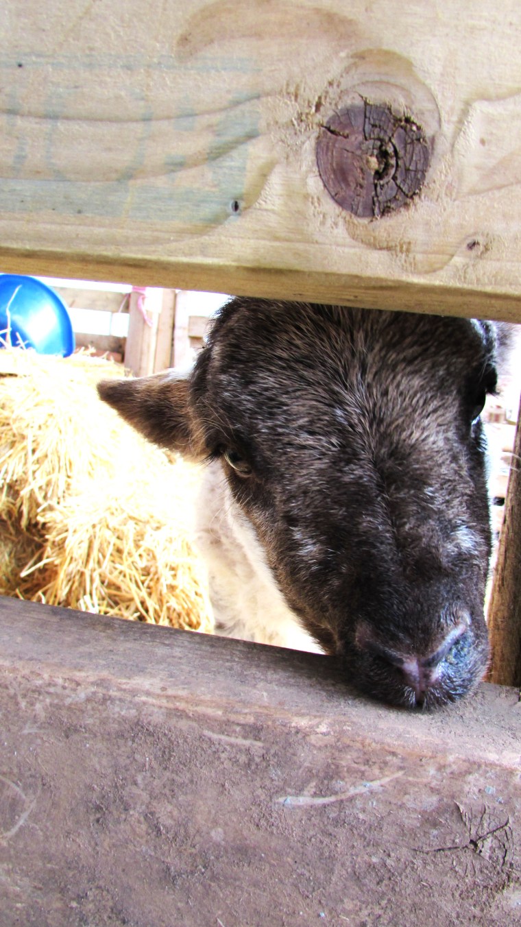 Farm Visit