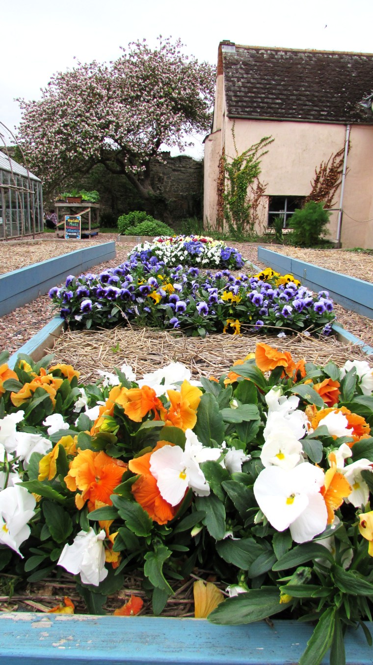 Spring Flowers